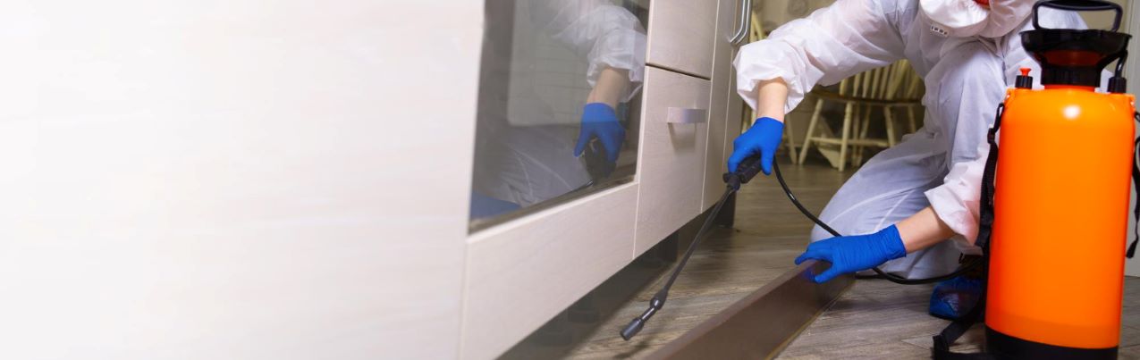 Ameisen mit der Chemie bekämpfen