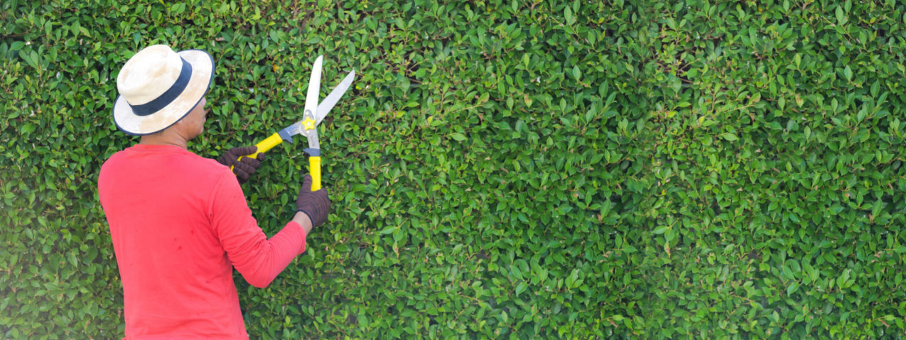 Hecke kürzen