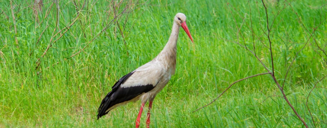 Ehrenamtliches Engagement und Projekte zu Vogelschutz