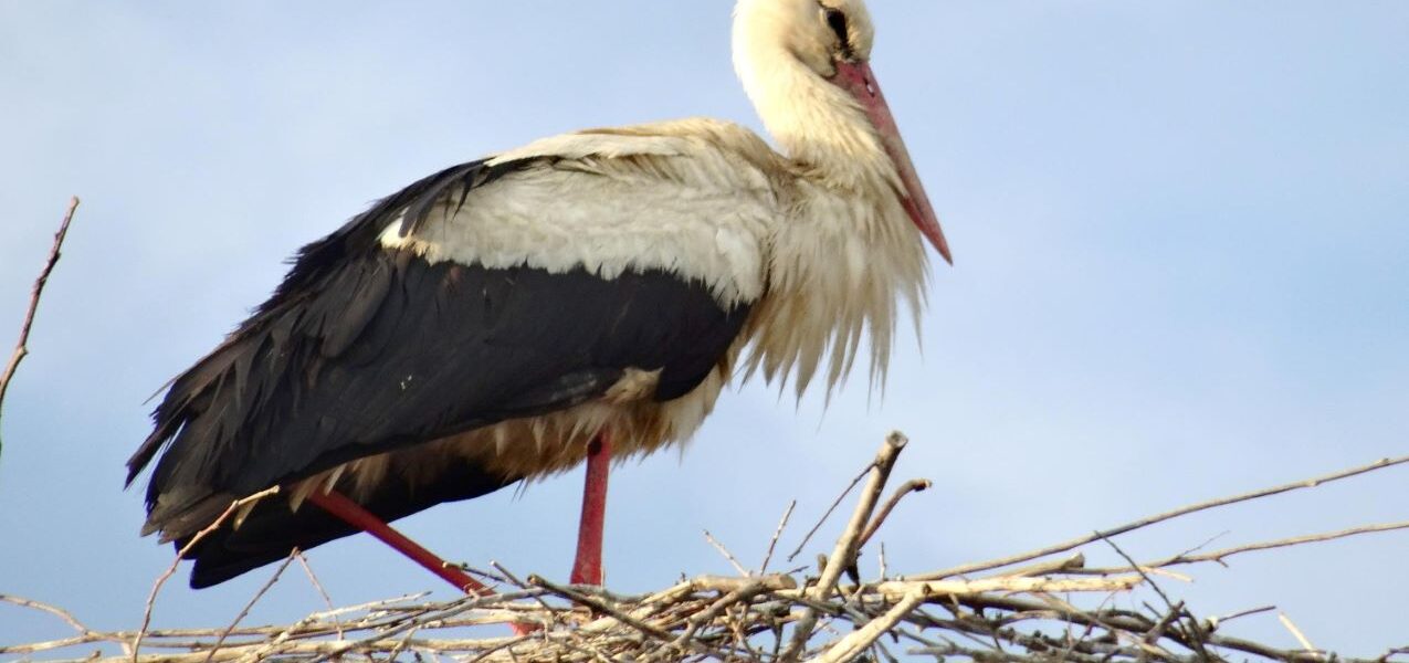 Vogelschutz in Ostprignitz-Ruppin