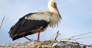 Vogelschutz in Ostprignitz-Ruppin
