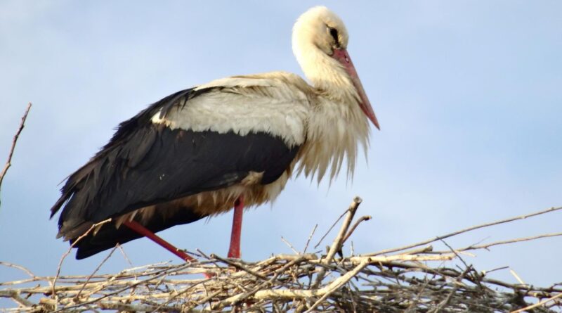 Vogelschutz in Ostprignitz-Ruppin