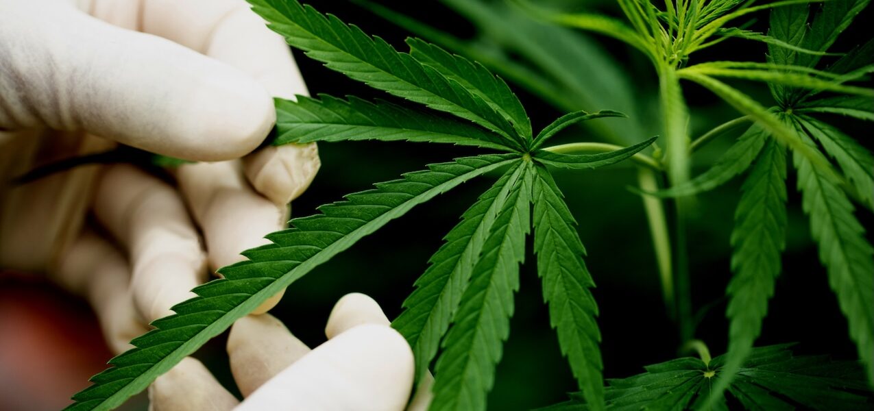 Cannabis-Wirkstoffe erklärt: CBD, THC, CBN und THCV