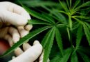 Cannabis-Wirkstoffe erklärt: CBD, THC, CBN und THCV