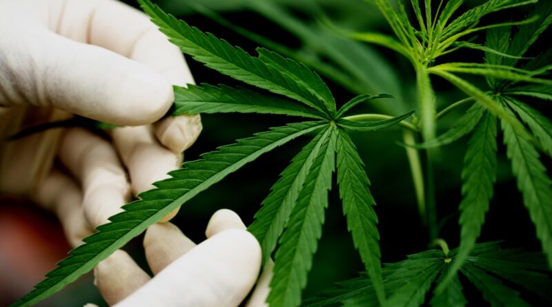 Cannabis-Wirkstoffe erklärt: CBD, THC, CBN und THCV