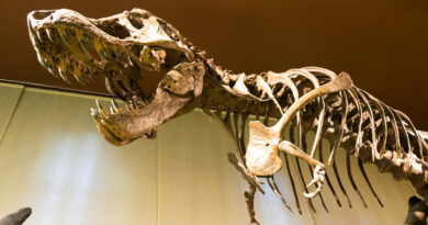 Besuch beim T-Rex: Die Dinosaurier Ausstellung im Naturkundemuseum Berlin