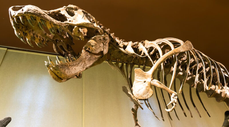 Besuch beim T-Rex: Die Dinosaurier Ausstellung im Naturkundemuseum Berlin