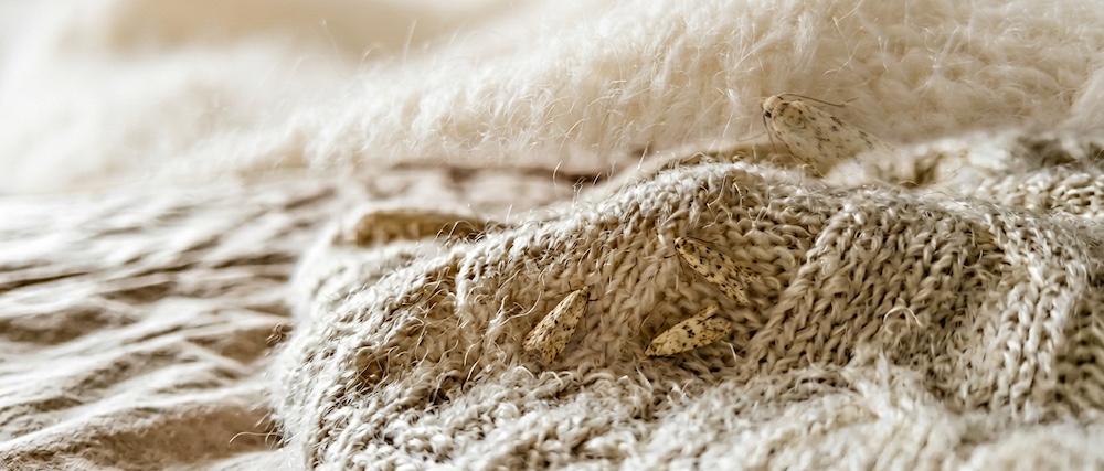 Kleidermotten erkennen und beseitigen