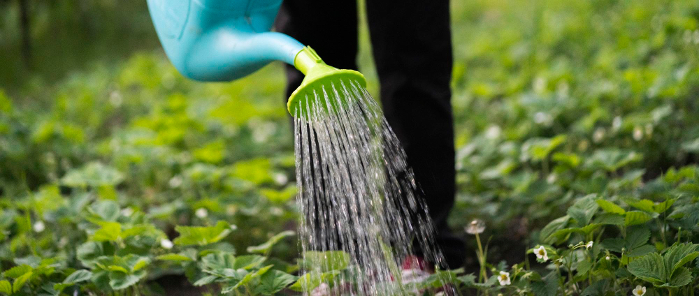 Bewässerung anpassen