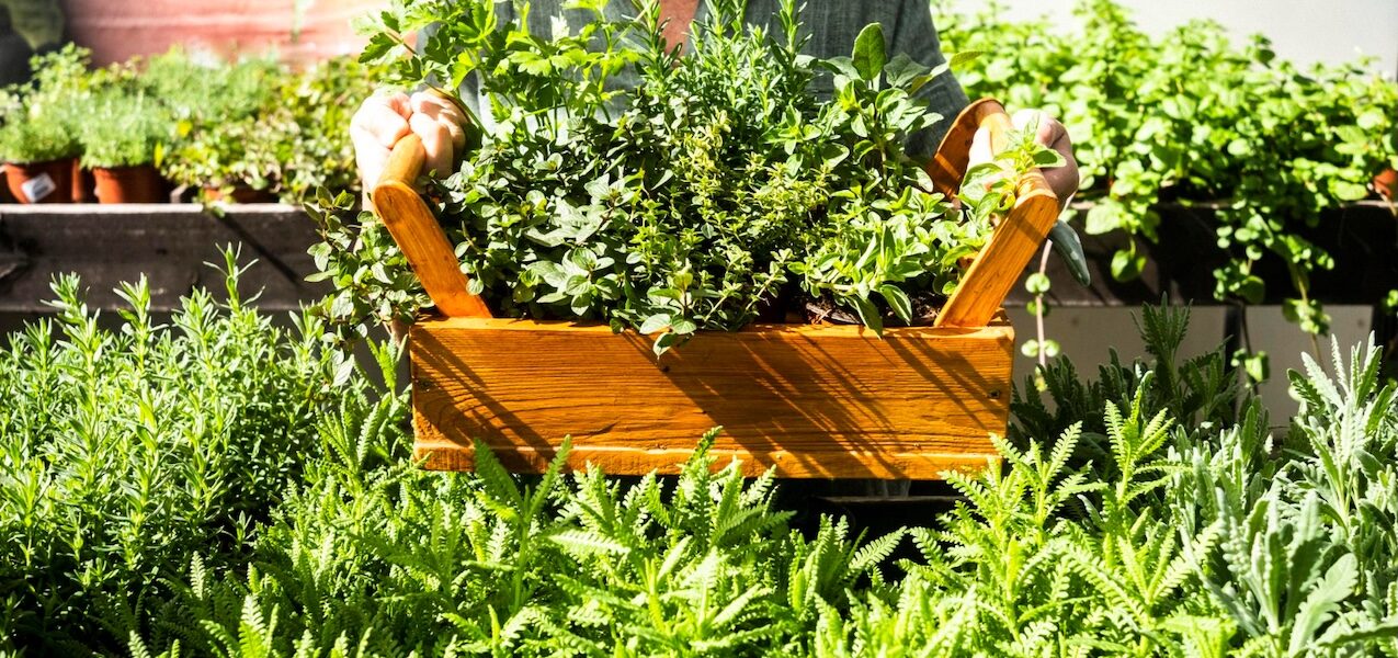Würze direkt vor der Tür: Der eigene Kräutergarten