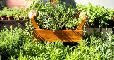 Würze direkt vor der Tür: Der eigene Kräutergarten