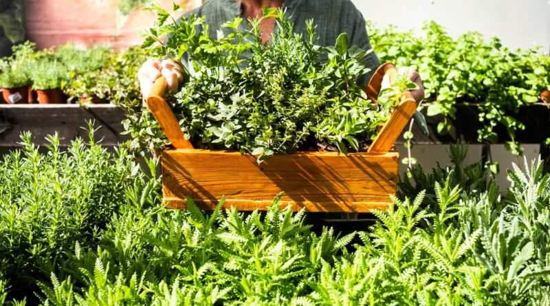 Würze direkt vor der Tür: Der eigene Kräutergarten