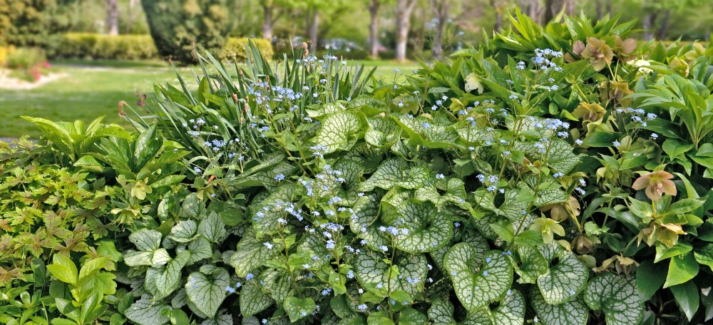 Welche Pflanzen passen in den Garten
