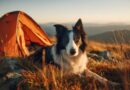 Camping mit Hund: Auf diese Regeln sollten Hundebesitzer achten